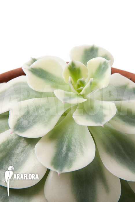 Echeveria ‘Compton Carousel’