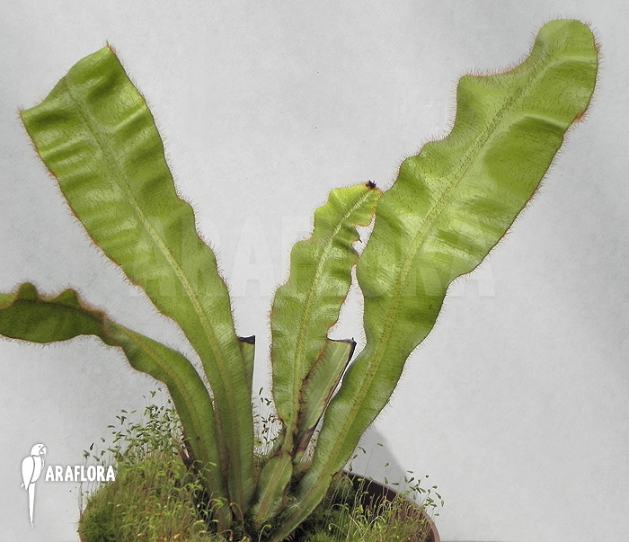 Elaphoglossum apodum type4