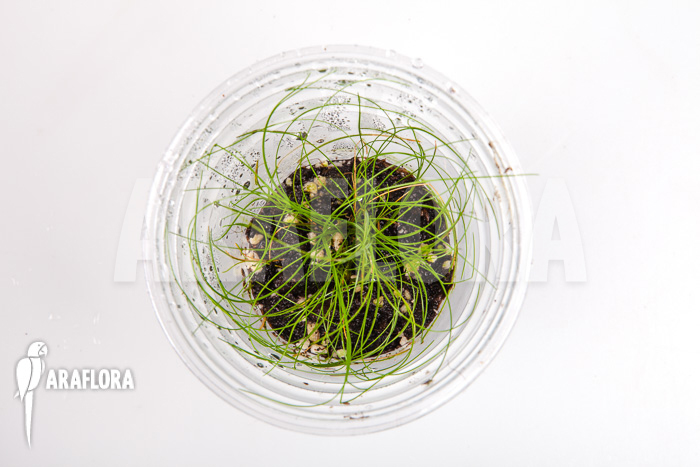 Eleocharis sp minima