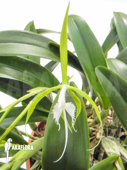 Epidendrum ciliare