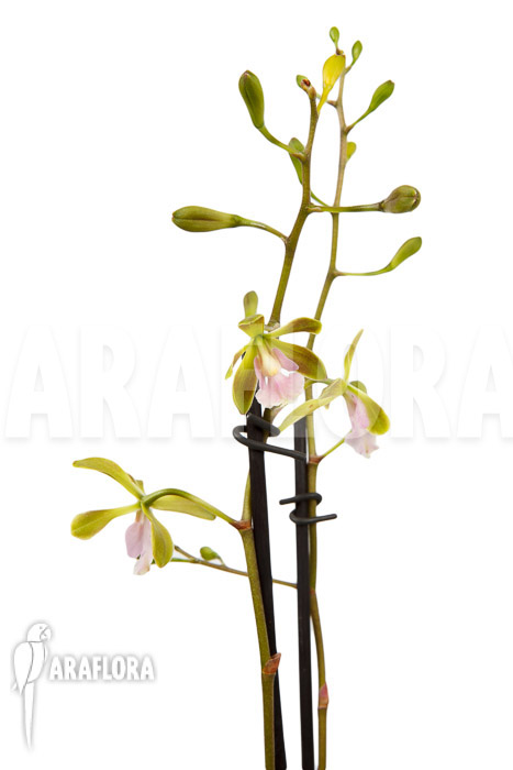 Epidendrum floribundum