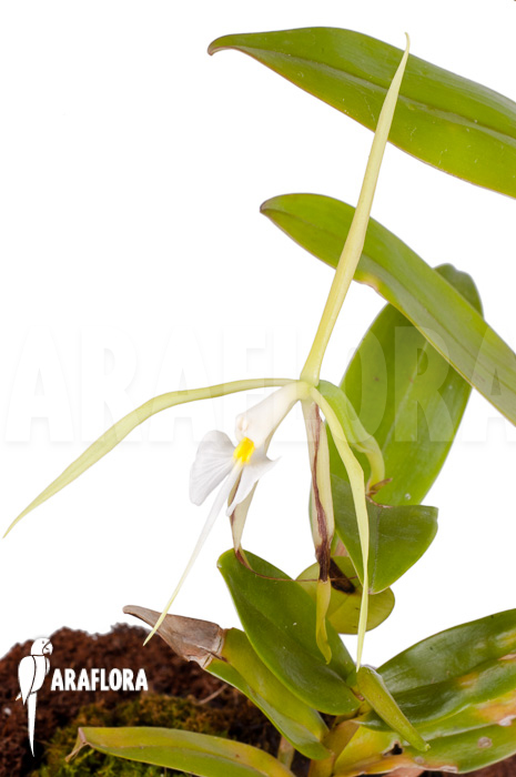 Epidendrum nocturnum