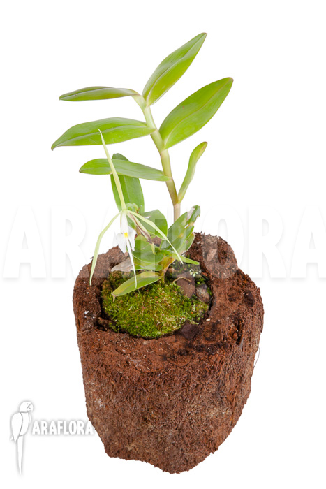 Epidendrum nocturnum