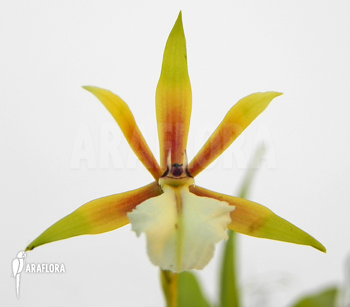 Encyclia polybulbon