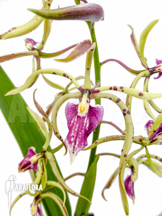 Epidendrum prismatocarpum x cochleatum