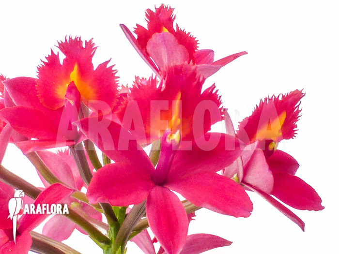 Epidendrum radicans