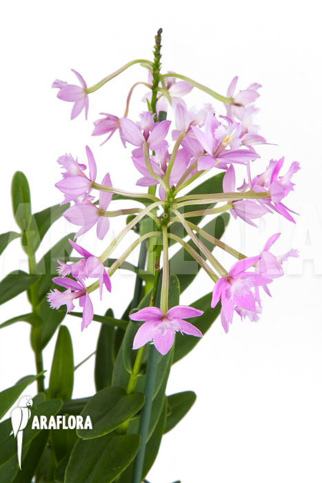 Epidendrum radicans ‘Pink’