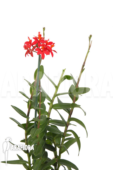 Epidendrum radicans ‘Red’