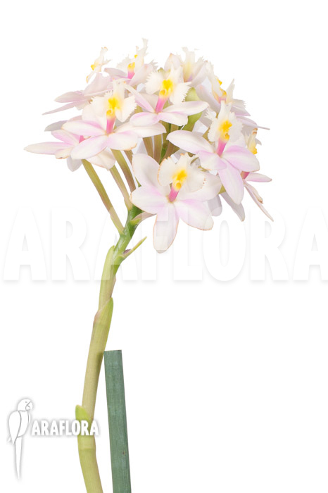Epidendrum radicans ‘White-ish’