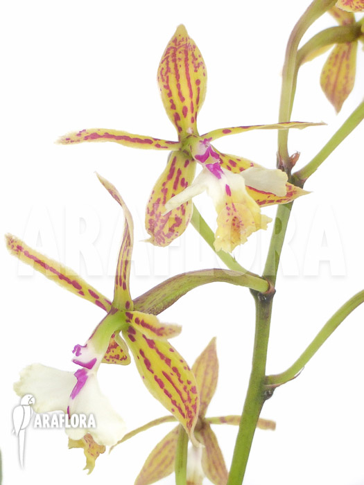 Epidendrum stamfordianum