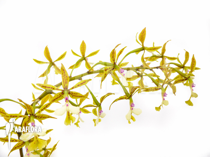 Epidendrum stamfordianum