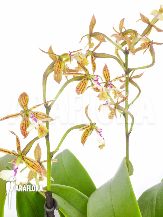 Epidendrum stamfordianum