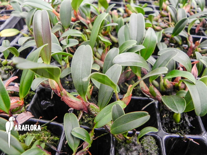 Epigeneium chapaense