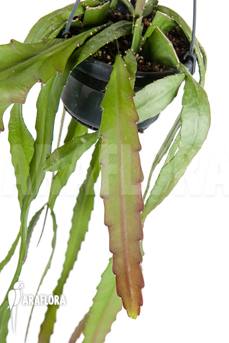 Epiphyllum ackermannii