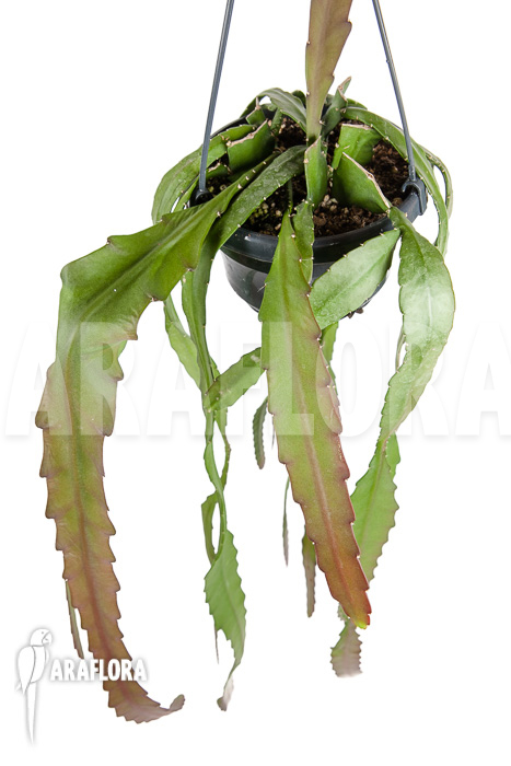 Epiphyllum ackermannii