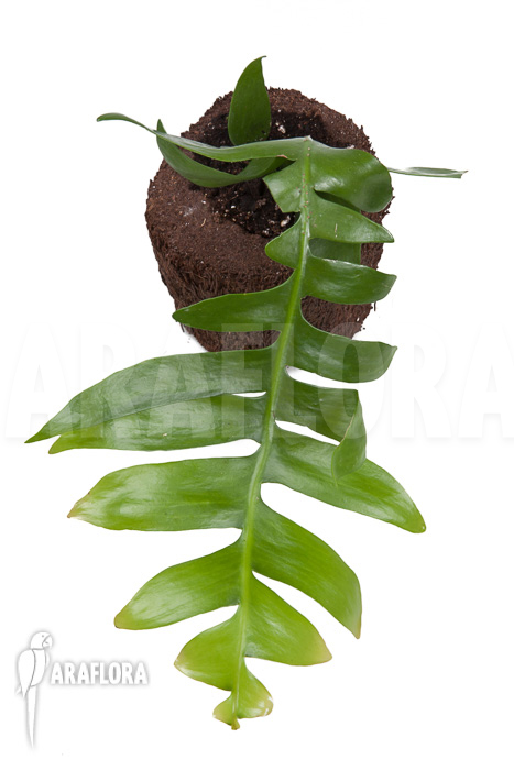 Epiphyllum chrysocardium