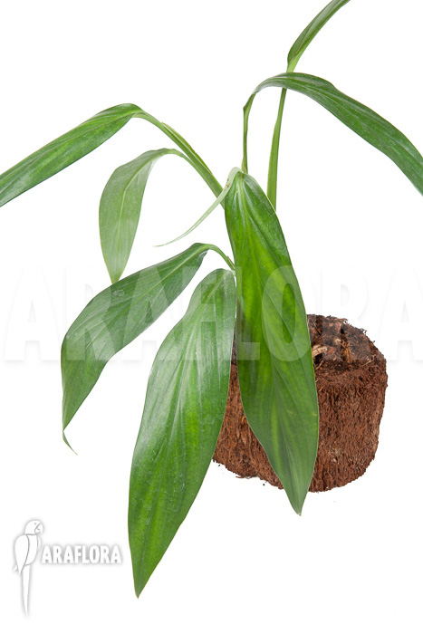 Epipremnum amplissimum ‘starter’