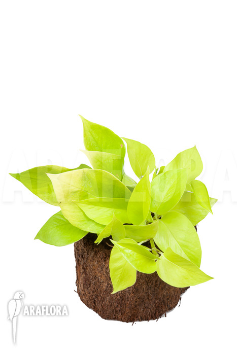 Epipremnum aureum Neon