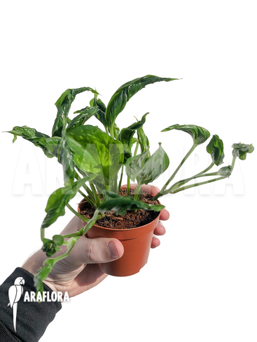 Epipremnum aureum Shangri-La ‘S’