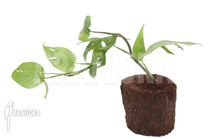 Epipremnum pinnatum Cebu Blue