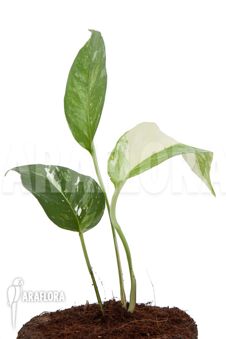 Epipremnum-pinnatum-variegated-5
