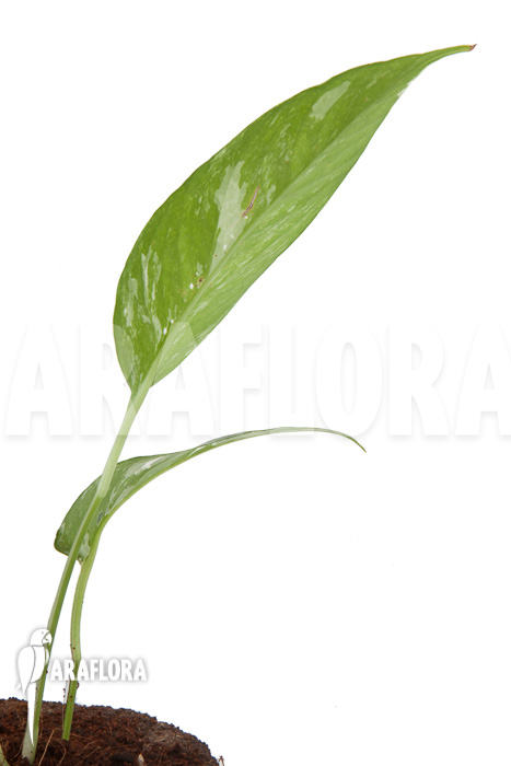 Epipremnum-pinnatum-variegated-6