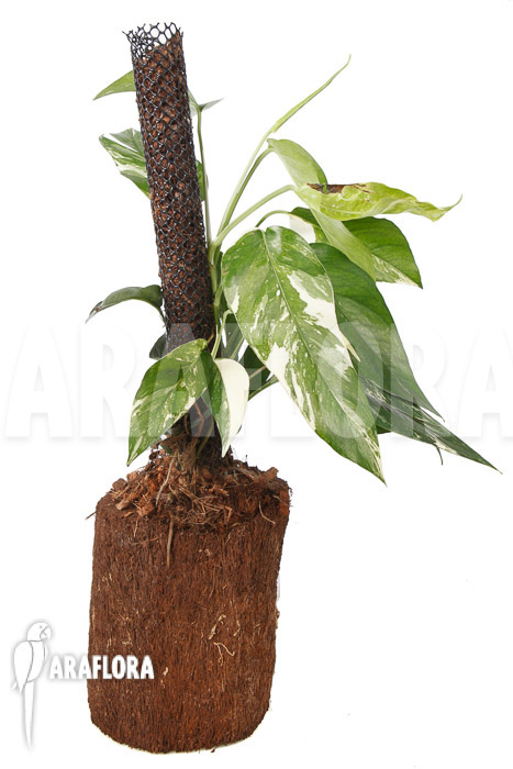 Epipremnum pinnatum variegated XL