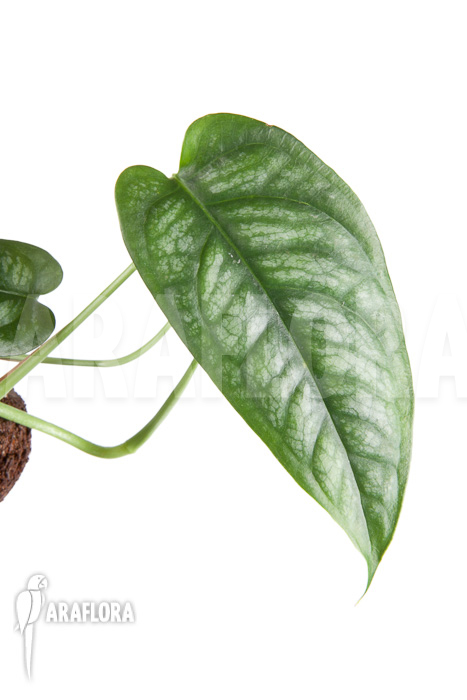 Epipremnum sp Blue ‘M’