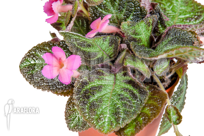 Episcia cupreata Pink Panther