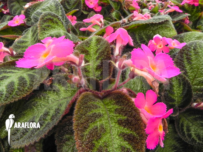 Episcia cupreata Pink Panther