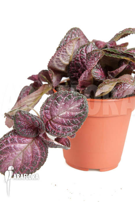 Episcia cupreata Pink Smooth