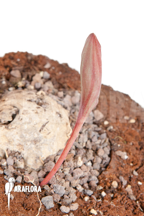 Eriosperma cooperii ‘L’