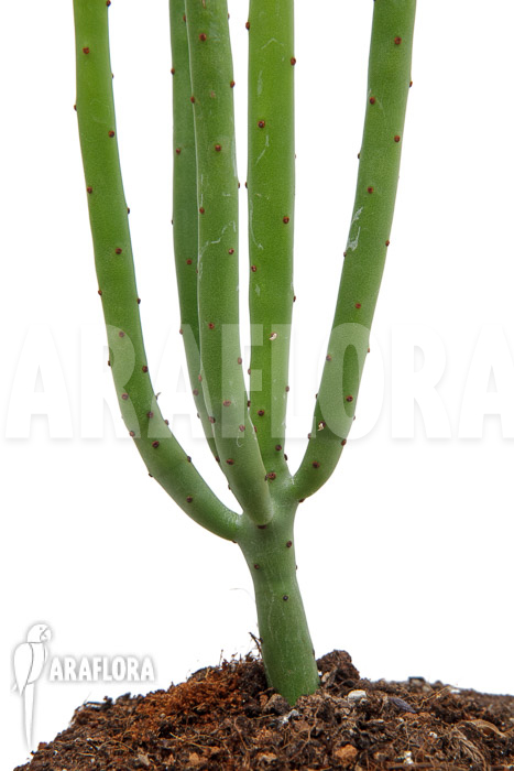 Euphorbia alluaudii