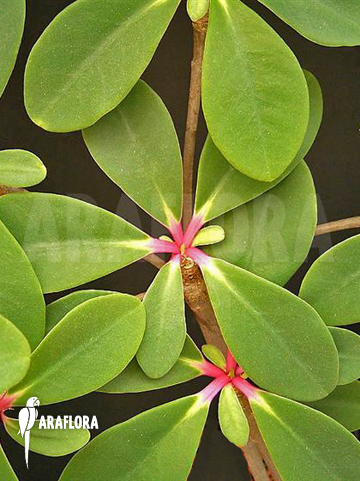 Euphorbia bongolavensis