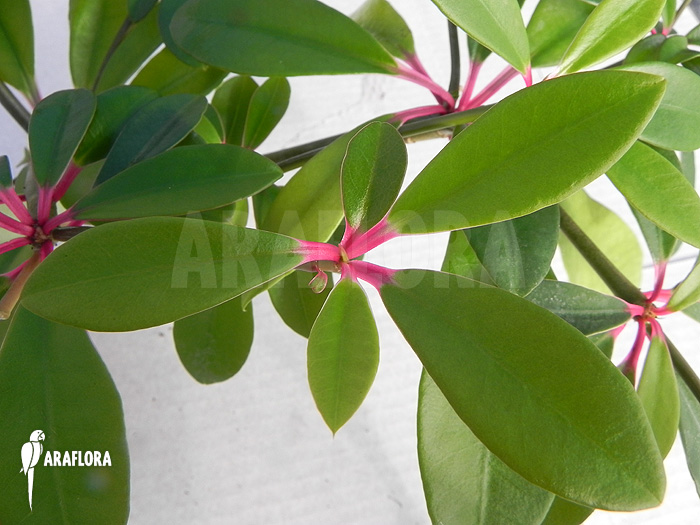 Euphorbia bongolavensis