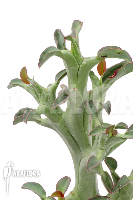 Euphorbia hamata ‘L’