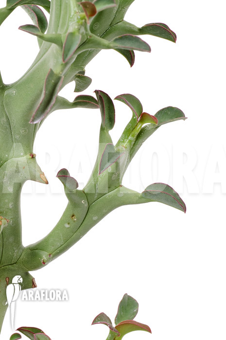 Euphorbia hamata ‘L’