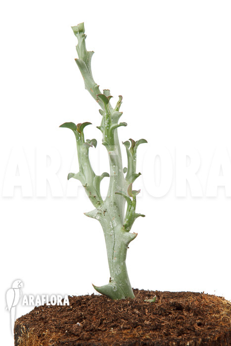 Euphorbia hamata ‘Starter’