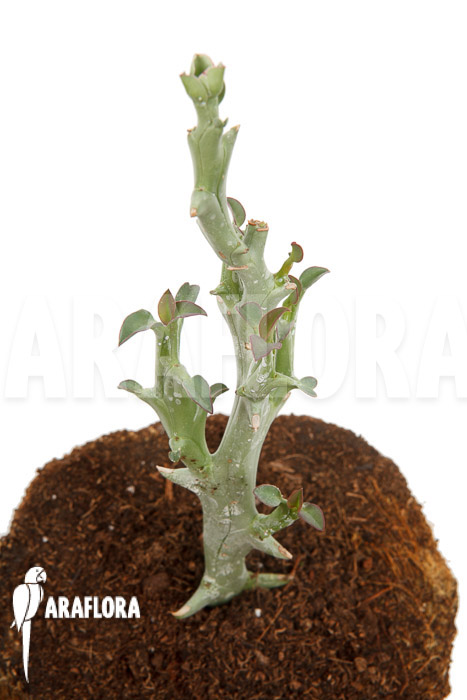 Euphorbia hamata ‘Starter’