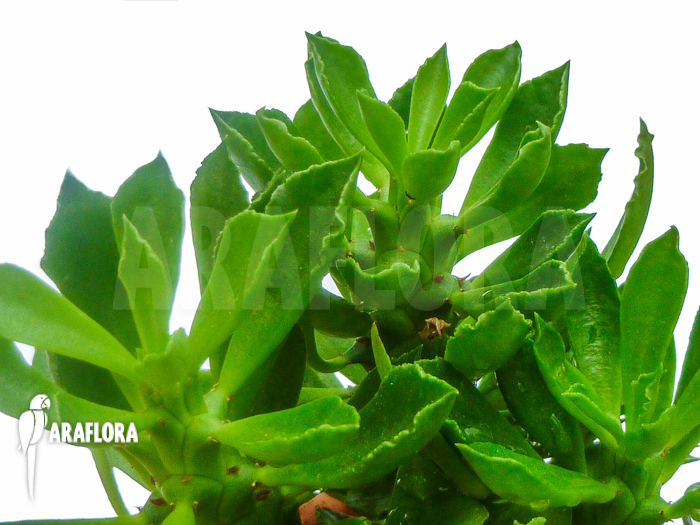 Euphorbia heteropoda