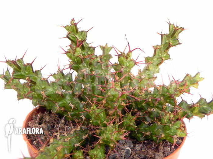 Euphorbia lenewtonii