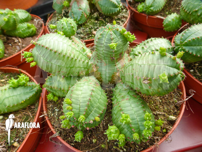 Euphorbia obesa f monstruosa
