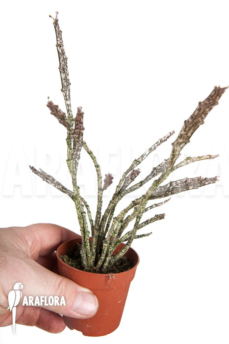 Euphorbia platyclada