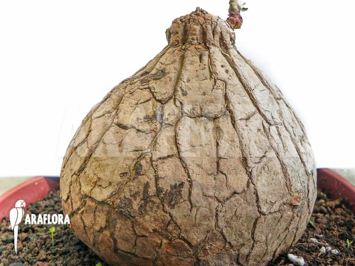 Euphorbia trichadenia