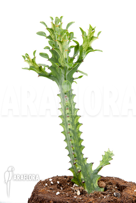 Euphorbia trigona Variegata ‘starter’