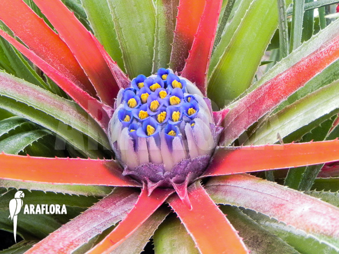 Fascicularia bicolor