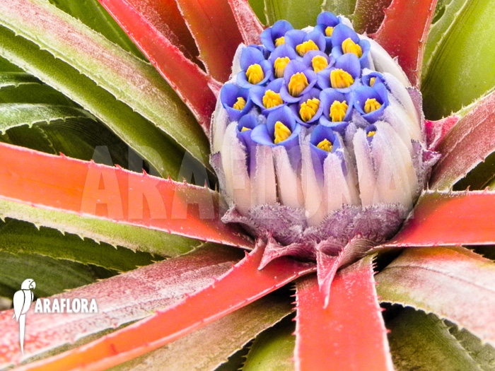 Fascicularia bicolor flower