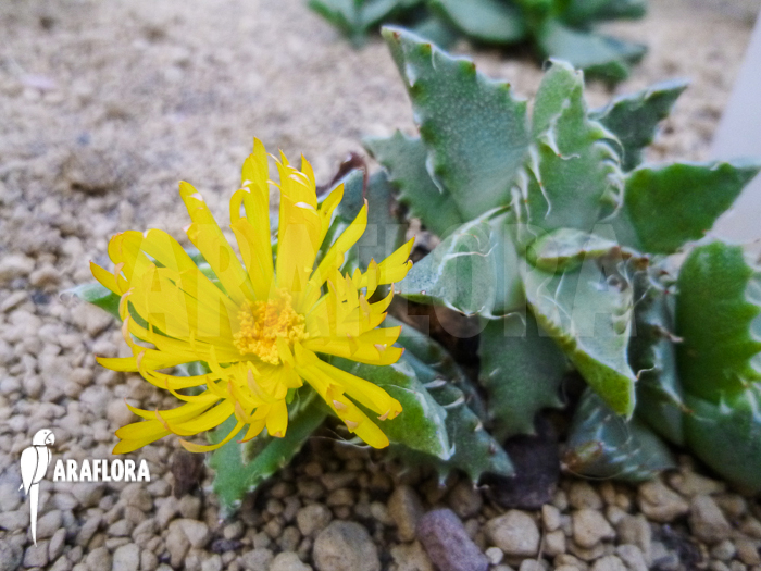 Faucaria tigrina