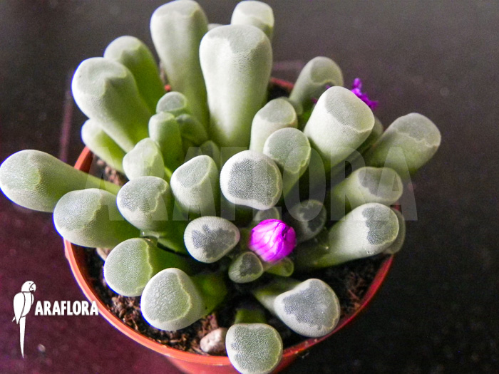 Fenestraria rhopalophylla subsp aurantiaca