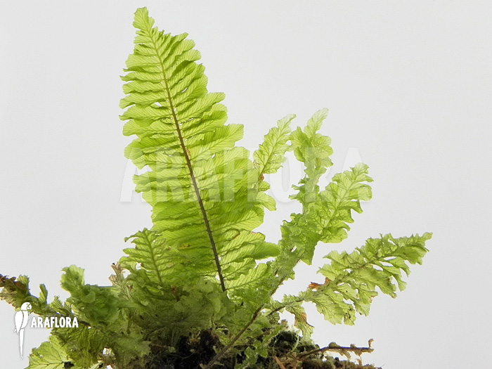 Fern species South Africa